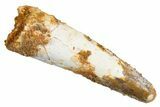 Bargain, Fossil Spinosaurus Tooth - Real Dinosaur Tooth #326221-1